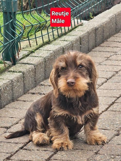 mooie ruwhaar teckel pups, Dieren en Toebehoren, Honden | Teckels en Dashonden, Reu, Ruwhaar, Dwerg, Fokker | Professioneel, Meerdere
