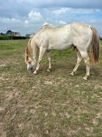 Unieke AQHA hengst ter dekking PROMO!, Dieren en Toebehoren, Paarden