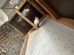 Kweekkoppel roodruggen, Meerdere dieren, Parkiet, Geringd