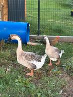 Chinese knobbelganzen, Dieren en Toebehoren