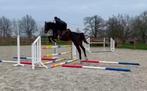5 jarige ruin uit El Barone, Dieren en Toebehoren, Paarden, Springpaard, 175 cm of meer, B, Gechipt