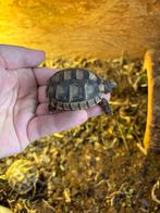 Landschildpad nakweek 2023, Dieren en Toebehoren, Reptielen en Amfibieën
