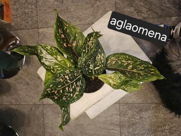 Divers plantes intérieur  beschikbaar voor biedingen