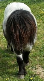 Shetland pony te koop., Dieren en Toebehoren