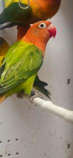 Inséparables fischer, Dieren en Toebehoren, Ophalen