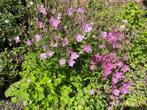 plant d'ancolies rose ou pourpre, Ophalen, Zomer, Overige soorten, Volle zon