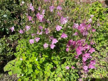 plant d'ancolies rose ou pourpre