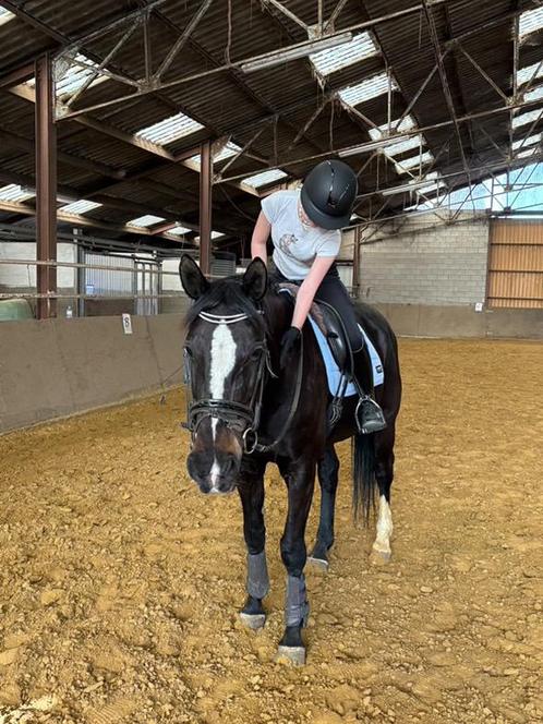 Halve stal gezocht/ ruiter aangeboden, Dieren en Toebehoren, Paarden