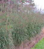 siergr .andropogon speciaal blad , niet plat m. rond in pot, Tuin en Terras, Planten | Tuinplanten, Ophalen, Vaste plant