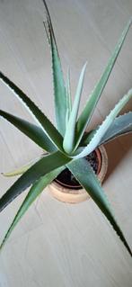 Aloe vera plant, Jardin & Terrasse, Plantes | Jardin, Enlèvement