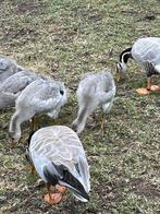 Indische streepkop ganzen, Dieren en Toebehoren, Pluimvee, Meerdere dieren, Gans of Zwaan