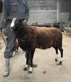 Zwartbles ram, Dieren en Toebehoren, Mannelijk, Schaap, 3 tot 5 jaar
