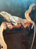 Kraaghagedis met optie terrarium, Dieren en Toebehoren