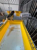 Portegese harlekijn man 2025(12), Dieren en Toebehoren, Mannelijk, Kleurkanarie