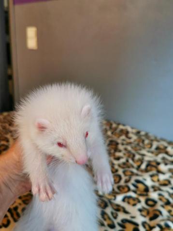 Vol angora rammeke  beschikbaar voor biedingen
