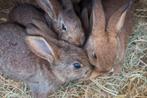 Lieve jonge konijnen mix Vlaamse reus en Belgisch haaskonijn, Dieren en Toebehoren, Konijnen, Meerdere dieren, Groot, 0 tot 2 jaar