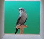 Blackwing, Dieren en Toebehoren