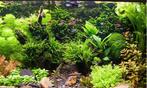 Ik zoek drijfplantjes en anubias - gratis of ruilen, Dieren en Toebehoren, Vissen | Aquariumvissen, Zoetwatervis