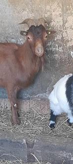 Dekbok te koop, Dieren en Toebehoren, Schapen, Geiten en Varkens, Mannelijk, Geit, 0 tot 2 jaar