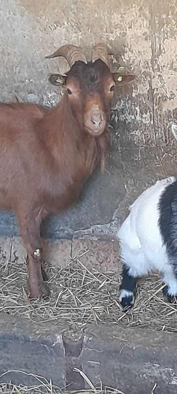 Te huur of te koop "Dekbok" beschikbaar voor biedingen