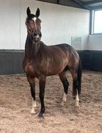 4 jarige ruin Bojengel, Dieren en Toebehoren, Ruin