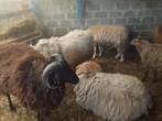 Mouton a vendre, Mannelijk, Schaap, 0 tot 2 jaar