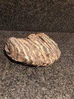 Fragmenten van mammoettand, Verzamelen, Ophalen