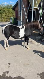 Super kinder pony en/of grasmaaier te koop!, Dieren en Toebehoren, Pony's, B, B pony (1.17m tot 1.27m), 11 jaar of ouder, Recreatiepony