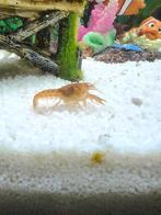 GEZOCHT mannelijke dwerg rivierkreeft, Dieren en Toebehoren, Vissen | Aquariumvissen, Kreeft, Krab of Garnaal, Zoetwatervis