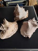 Schelpen, Verzamelen, Mineralen en Fossielen, Ophalen of Verzenden, Schelp(en)