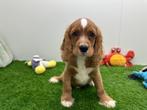 Engelse Cocker x Cavalier King Charles pups, Dieren en Toebehoren, België, 8 tot 15 weken, CDV (hondenziekte), Meerdere
