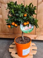 Citrus 'Calamondin ', Tuin en Terras, Ophalen