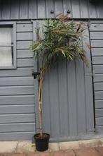 Oleander op stam, Tuin en Terras, Planten | Tuinplanten, Ophalen, Volle zon, Vaste plant, Zomer