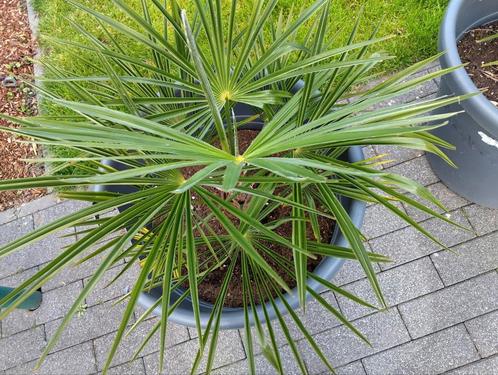 Palmbomen, Tuin en Terras, Bloembollen en Zaden, Zaad, Ophalen