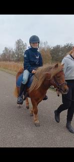 Drachtige nsps  kinderpony shetlander, Dieren en Toebehoren, Paarden, Merrie, Minder dan 160 cm, Gechipt, Zadelmak