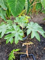 Tetrapanax papyrifera  10€ per pot, Tuin en Terras, Planten | Tuinplanten, Ophalen, Winter, Vaste plant