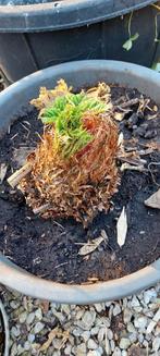 gunnera manicata laatste pot, Tuin en Terras, Planten | Tuinplanten, Ophalen