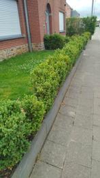 Gratis Buxus Haag, Tuin en Terras, Ophalen of Verzenden, Buxus, Haag