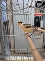 Mal canari arlequin a vendre