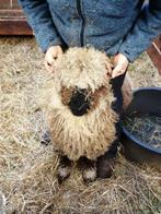 walisser ooi, Dieren en Toebehoren, Schapen, Geiten en Varkens, Vrouwelijk, Schaap, 0 tot 2 jaar