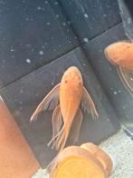 Gezocht super red longfins, Dieren en Toebehoren, Vis, Zoetwatervis, Schoolvis