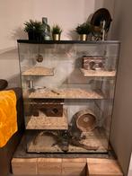 Chinchilla + kooi, Dieren en Toebehoren, Ophalen, Zo goed als nieuw, Kooi, Chinchilla