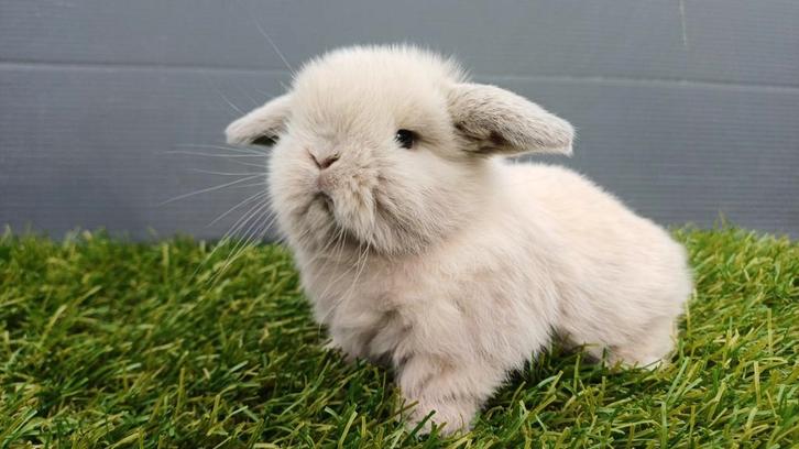 Handtamme raszuivere mannelijke minilop konijnen jongen, Dieren en Toebehoren, Konijnen, Dwerg, Mannelijk, 0 tot 2 jaar, Hangoor