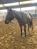 Knappe 5 jarige volbloed, Dieren en Toebehoren, B, Gechipt, Ruin, 3 tot 6 jaar