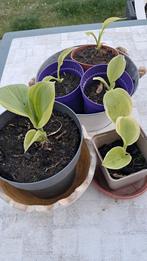 Jonge hosta's in pot., Tuin en Terras, Vaste plant, Halfschaduw, Zomer, Ophalen