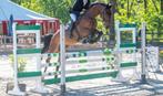 13 jarige Ruin, Dieren en Toebehoren, Paarden, Springpaard, Gechipt, Ruin, 160 tot 165 cm