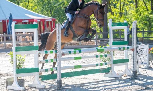 13 jarige Ruin, Dieren en Toebehoren, Paarden, Ruin, 160 tot 165 cm, 11 jaar of ouder, Springpaard, Met stamboom, Gechipt, Ontwormd