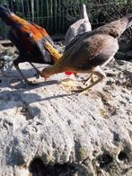 Engelse vechters kriel, Dieren en Toebehoren, Meerdere dieren, Kip