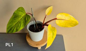 Philodendron painted lady  beschikbaar voor biedingen
