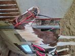 Wandelpony te koop, Dieren en Toebehoren, Paarden, Ruin, Minder dan 160 cm, 7 tot 10 jaar